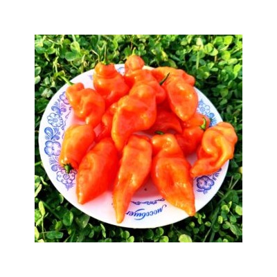 Сладкий Перец Хабанеро Хабанада — Pepper Sweet Habanero Habanada (5 семян)