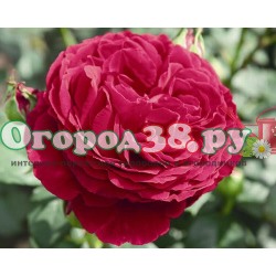 Роза Госпел 1шт (ч/г) темно-красная
