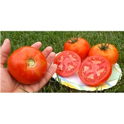 Помидоры Креольский из Нового Орлеана — Creole from New Orleans Tomato (10 семян)