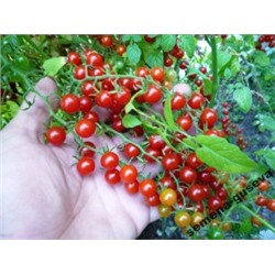 Дикие сладкие помидоры Свит Пиа (10 семян)