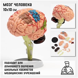 Макет "Мозг человека" разборный, 10*10 см