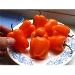 Перец Сладкий Mini Bell Orange — Мини Белл Оранжевый (10 семян)