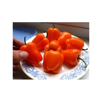 Перец Сладкий Mini Bell Orange — Мини Белл Оранжевый (10 семян)