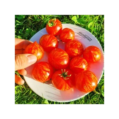 Пестролистные Помидоры Гендальф — Gandolf Variegated Tomato (10 семян)