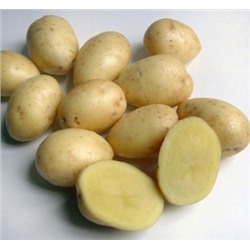 Картофель семенной Кемеровчанин элита (4кг)