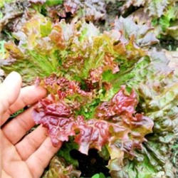 Салат Праздничный — Lettuce Holiday (50 семян)