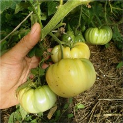 Помидоры Полумесяц — Halfmoon Tomato (10 семян)