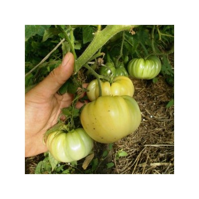 Помидоры Полумесяц — Halfmoon Tomato (10 семян)