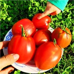 Помидоры Красавица Жигонда из Винодельни Жонкуа — Gigondas Belle Du Joncuas Tomato (10 семян)
