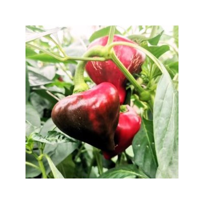 Перец Сердцевидный Леся- Lesia Pepper (10 семян)