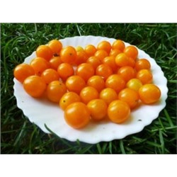 Томат Дикий — Оранжевый Виноград — Orange Grape Tress Tomato — Lycopersicon humboldtii (10 семян)