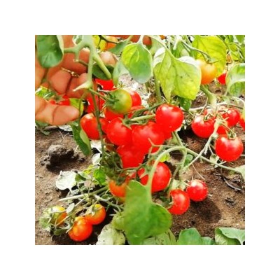 Помидоры Маленький Ручей — Tomato Small Stream (10 семян)