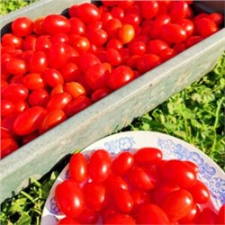 Помидоры Черри Сумасшедшие Красные Ягоды — Red Berries Crazy Cherry Tomato (10 семян)