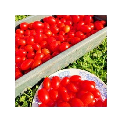 Помидоры Черри Сумасшедшие Красные Ягоды — Red Berries Crazy Cherry Tomato (10 семян)