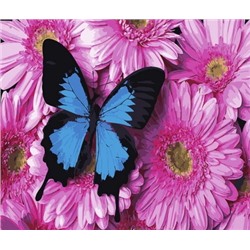 Картина по номерам на подрамнике Бабочка на цветах 40х50