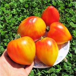 Помидоры Coeur de Zebre Apricot — Сердце Абрикосовой Зебры (10 семян)