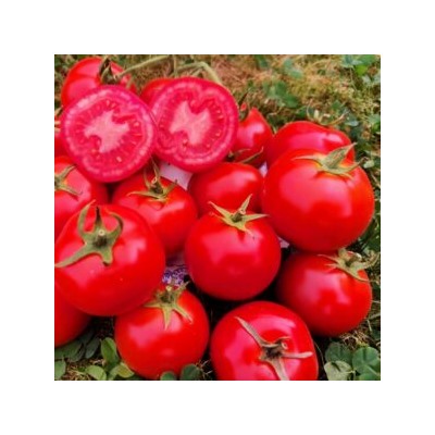 Помидоры Дикий Ангел — Muñeca Brava Tomato(СУПЕР УСТОЙЧИВОСТЬ к КЛАДОСПОРИОЗУ) (10 семян)