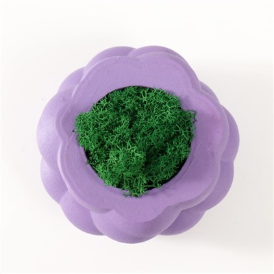 Кашпо бетонное "Пузырьки" со мхом фиолетовый 8х8х5см (мох зеленый стабилизированный)