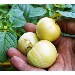Физалис — Ранний Крупный Amarylla (10 семян)