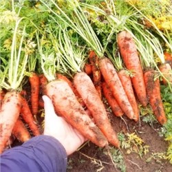 Морковь — Местная Отборная (300 семян)