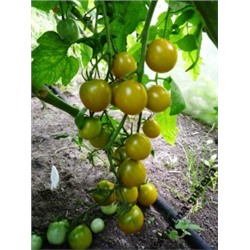 Виноградные Помидоры Green Grape (10 семян)