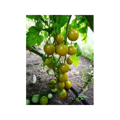 Виноградные Помидоры Green Grape (10 семян)