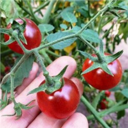 Помидоры — Bing Cherry — Черешня Дикая (10 семян)