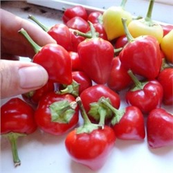 Перец острый Черри Белл – Cherry Ball (10 семян)