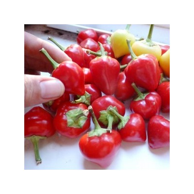 Перец острый Черри Белл – Cherry Ball (10 семян)