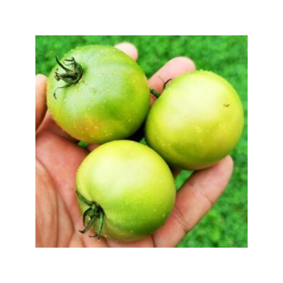 Помидоры Зелёный Карлик Келли — Dwarf Kelly Green Tomato (10 семян)