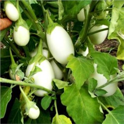 Баклажан Белые Египетские Яйца — Egyptian Egg Plant (10 семян)