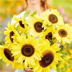 Букетные Подсолнухи — Lemon Queen Sunflower (10 семян)