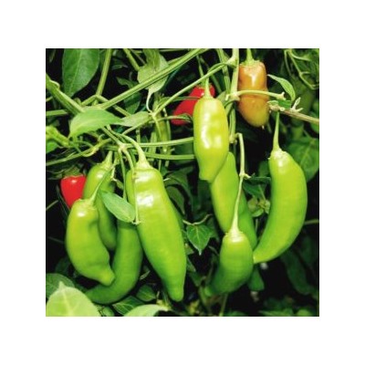 Ягодный Перец Баккатум КАП 455 — Baccatum Pepper CAP 455 (10 семян)
