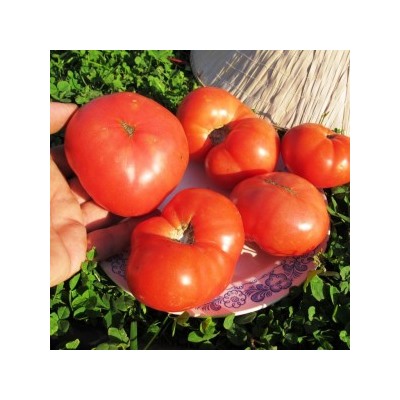 Помидоры Гном Розелла Гигант — Giant Dwarf Rosella Tomato (10 семян)