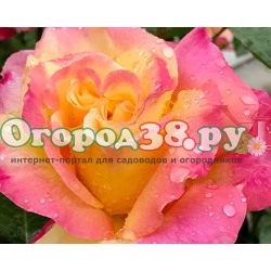 Роза Восточный экспресс 1шт (ч/г) желтая с малин каймой