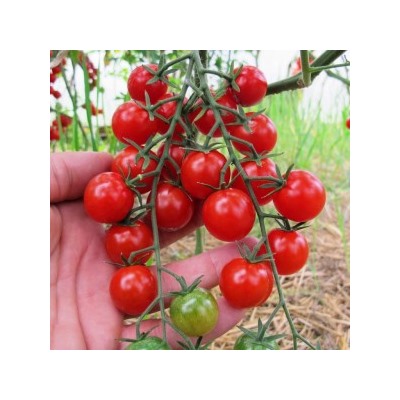 Помидоры Мёд Из Мексики — Tomato Miel du Mexique (10 семян)