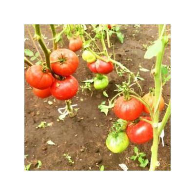 Помидоры Астраханские Мясистые Розово-Красные (10 семян)