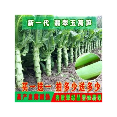 Кельтук — Китайский Спаржевый Салат — 莴笋 — Celtuce Lettuce (50 семян)