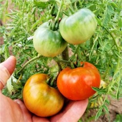 Помидоры Верблюжёнок Трудяга — Camel Hardworker Tomato (10 семян)