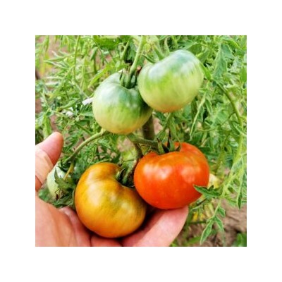 Помидоры Верблюжёнок Трудяга — Camel Hardworker Tomato (10 семян)