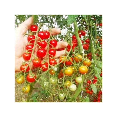 Помидоры — Sweet Aperitif — Сладкий Аперитив (10 семян)