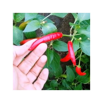 Перец Пепперони Итальянский Классический — Pepperoni Pepper (10 семян)