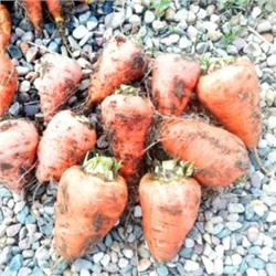 Гэрандская Древняя Крупная Полудлинная РАННЯЯ Морковь — Early Guerande Carrot (70 семян)