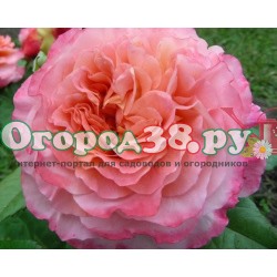 Роза Августа Луиза 1шт (ч/г) персиково-розовая