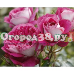 Роза Максим 1шт (ч/г) ярко-роз с серебр-белым реверсом