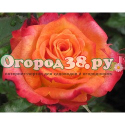 Роза Вау 1шт (ч/г) ярко-оранжевая