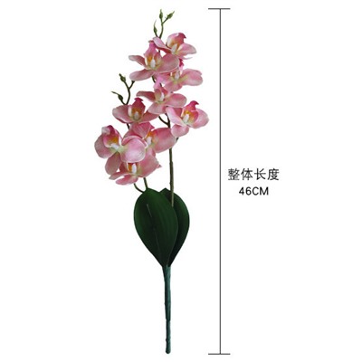 Ветка орхидеи MW31582