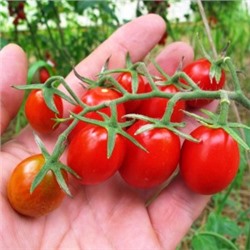 Помидоры Цыганёнок — Baby Roma Tomatoes (10 семян)