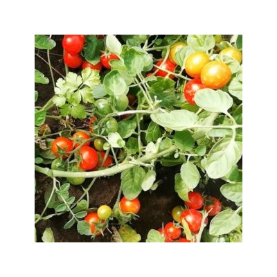 Помидоры Маленький Ручей — Tomato Small Stream (10 семян)