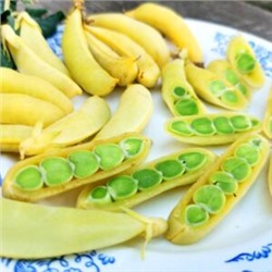 Золотой Императорский Сахарный Снеп Горох — Imperial Golden Sugar Snap Peas (10 семян)